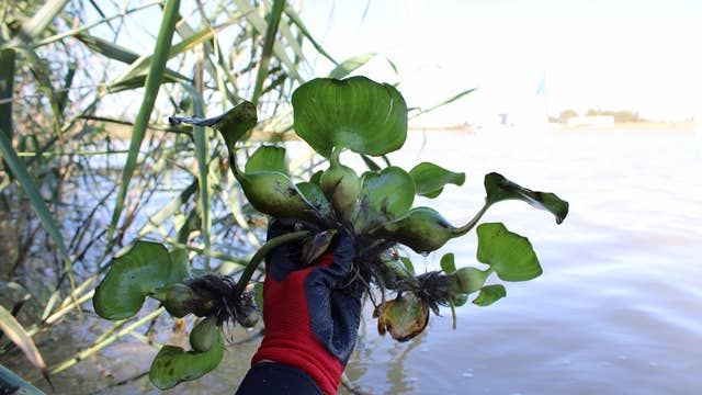 La Junta elimina del Guadalquivir los núcleos afectados por una especie invasora